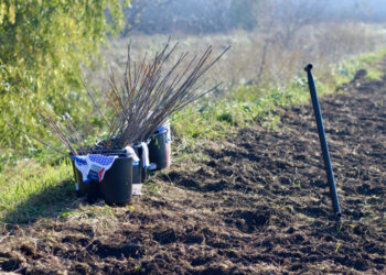 26 de milioane de puieți vor fi plantați în această toamnă