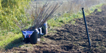 26 de milioane de puieți vor fi plantați în această toamnă