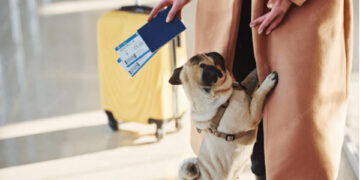 Animalele de companie, mai protejate. Parlamentul a ratificat convenția europeană în acest sens