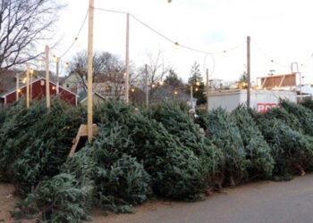 De astăzi, Moldsilva va pune în vânzare 46 de mii de brazi și pin