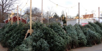 De astăzi, Moldsilva va pune în vânzare 46 de mii de brazi și pin