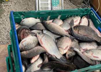 Consumul de pește crește. MAIA: Alege produs local de Crăciun și tot anul