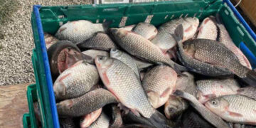 Consumul de pește crește. MAIA: Alege produs local de Crăciun și tot anul