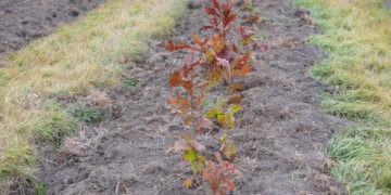 Ministrul mediului: Până la sfârșit de an vom împăduri 4000 de hectare