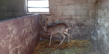 Căprioară rănită, salvată și eliberată la Ungheni