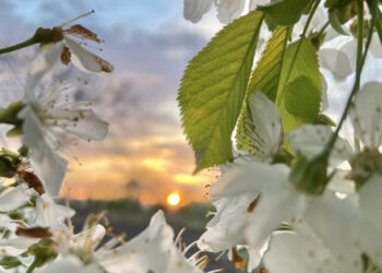 Echinocțiul de primăvară. Începe primăvara astronomică