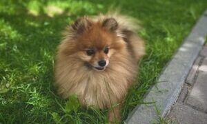 Căpușele, pericol pentru oameni și animale