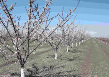 Înghețurile târzii de primăvară, o încercare grea pentru agricultori