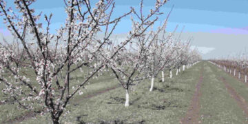 Înghețurile târzii de primăvară, o încercare grea pentru agricultori