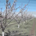 Înghețurile târzii de primăvară, o încercare grea pentru agricultori