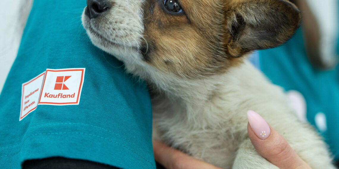 Grijă pentru blănoși: 105 animale au fost sterilizate, vaccinate și microcipate gratuit