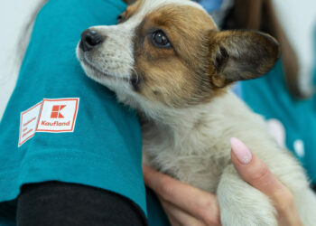 Grijă pentru blănoși: 105 animale au fost sterilizate, vaccinate și microcipate gratuit