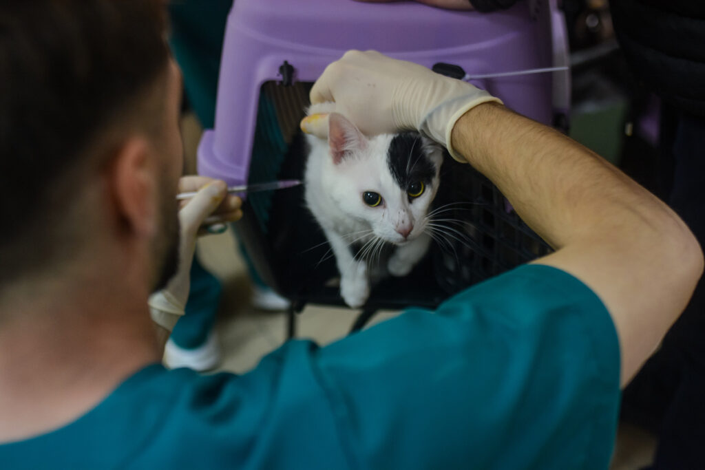 105 animals were sterilized, vaccinated and microchipped for free – the angle – see the world as it is!