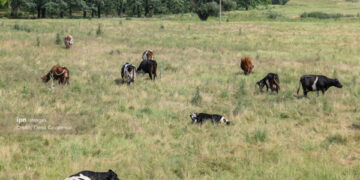 Certificat veterinar gratuit pentru proprietarii de animale din gospodării