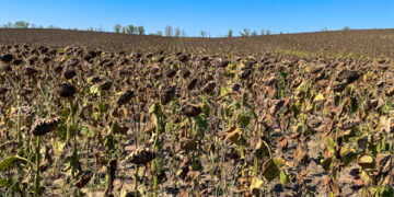 Secetă record în Europa. Peste jumătate din soluri sunt afectate