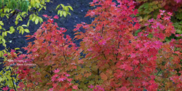 Nopțile se răcesc. Temperaturile blânde de zi se mențin