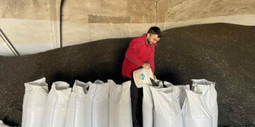 Cote valorice în floarea-soarelui: