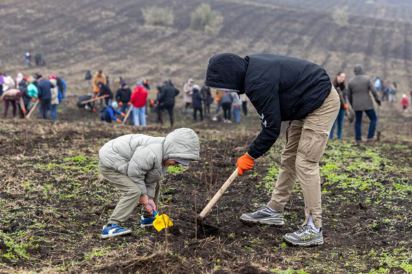 Guvernul a plantat 110 mii de puieți în cadrul campaniei „Generația pădurii”