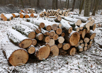 Statul va recolta anual 344 de mii de metri cubi de lemn din pădurile degradate