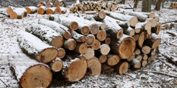 Statul va recolta anual 344 de mii de metri cubi de lemn din pădurile degradate