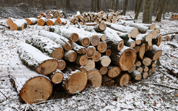 Statul va recolta anual 344 de mii de metri cubi de lemn din pădurile degradate