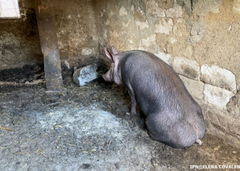 Pestă porcină la Ungheni. În mai multe localități a fost instituită carantină