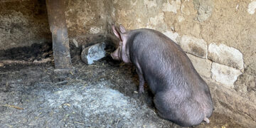 Pestă porcină la Ungheni. În mai multe localități a fost instituită carantină