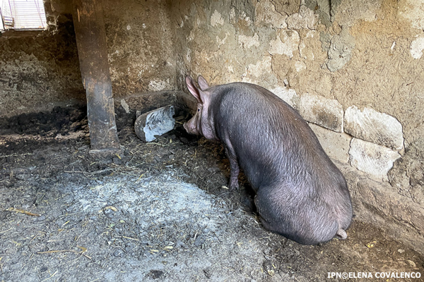 Pestă porcină la Ungheni. În mai multe localități a fost instituită carantină