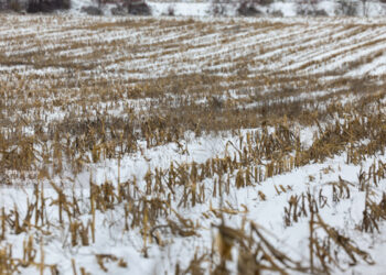 Zăpada ajută culturile și crește rezervele de apă din sol, secretar de stat MAIA
